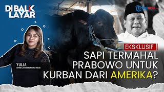 Sapi 'Sultan' Prabowo Seberat 1,2 Ton di Sragen Dipantau 8 CCTV, Sapi Naturalisasi dari Amerika