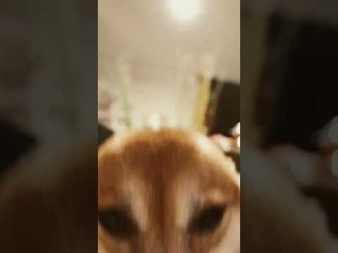 #dog #funny #doglover