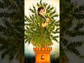 Happy Tulsi Vivah Status Tulsi Vivah Status New Trending Tulsivivah Tulsi Shorts