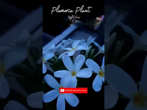 , title : 'Champa plant care, Plumeria#shorts #plumeria#gardening #shortsfeed #short #shortfeed #viral#trending'