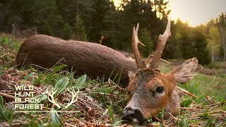 Mein Geburtstagsbock / My Birthdaybuck Wild Hunt Black Forest