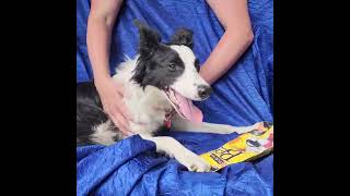 Video preview image #1 Border Collie-Unknown Mix Puppy For Sale in Cuba, NY, USA