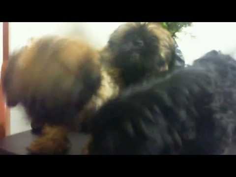 Los bebes (Thara, Thoña y Thyson) ... Mis cachorros amados...