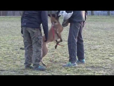 Axel Marshall Dogs Fci (02/16) defence. Pozorant: Michał Wiśniewski