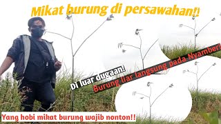 Download lagu Ampuh..!!! Trik Pikat Ciblek Sawah Di Jamin Langsung Lengket mp3