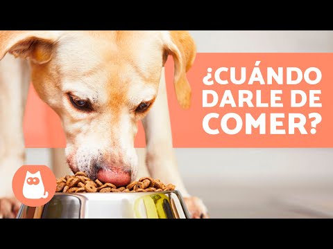 When to feed a dog? 🐶🥩 (Feeding times and schedules)