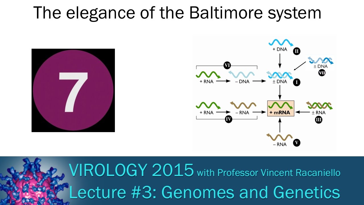 Virology 2015 Lecture #3: Genomes and Genetics