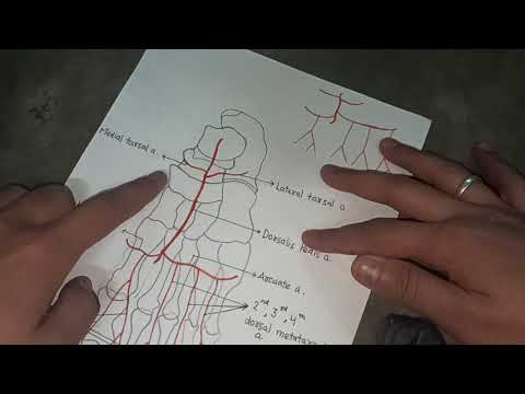 Dorsalis Pedis Artery