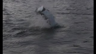 preview picture of video 'Huge Tarpon fights and jumps into the night !'