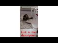 Funny Animals Funny Cat Try To Catch Bat Shorts