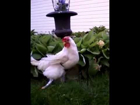 Promotional video thumbnail 5 for Animal Awareness