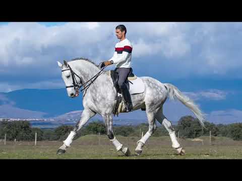 SOLD ¡¡¡  Cross LUSITANO - WITH FLYING CHANGES - PASSAGE - PIRO FREE