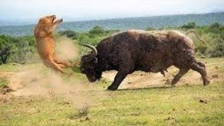 Download lagu pertarungan singa vs banteng menegangkan mp3