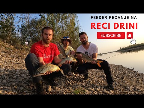 Pecanje na Drini feeder tehnikom