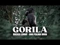 Gorillas The World S Largest Primate Originating From Africa