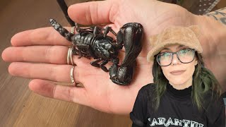 SHOCKED! Digging up ALL the SCORPION BABIES!! (there's soooo many!!!) - Asian Forest Scorpion