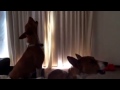 Basenji dogs singing in unison 