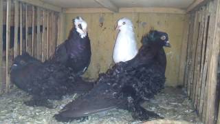 Top Quality Flying Pigeons 03459442750 Zain Ali Farming