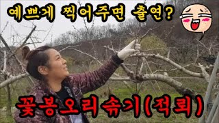 복숭아농사 꽃봉오리솎는방법 적뢰적화하는방법