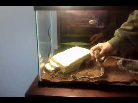 ball python,and 2 emperor scorpions