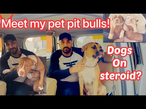 Dogs and steroid$ use ? | urdu/ hindi | #pitbulldog