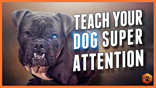 4 Ways to Start Building Killer Engagement With Your Dog!
