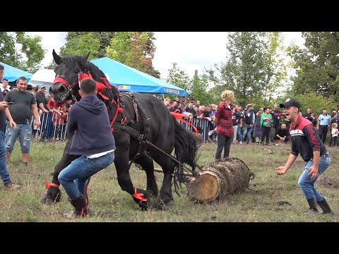 Concurs cu cai de tractiune Ruseni, Satu Mare 3 Sept 2022 Nou!!!