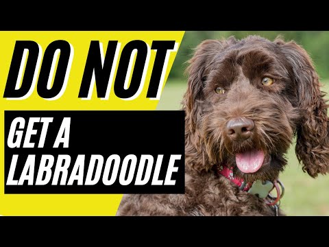 , title : '7 Reasons You SHOULD NOT Get a Labradoodle'