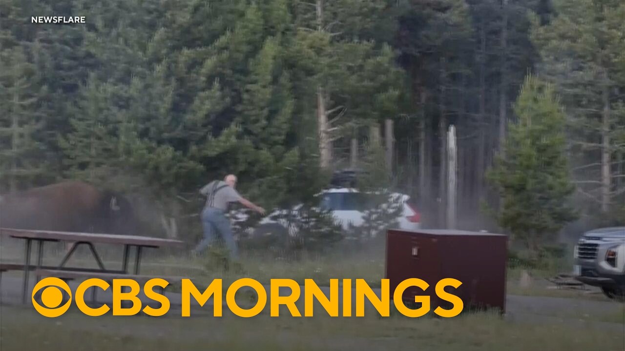 Video shows bison charging at 65-year-old man at Yellowstone National Park