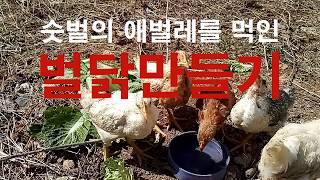숫벌의 애벌레를 먹여 벌닭을 만들어 볼까?