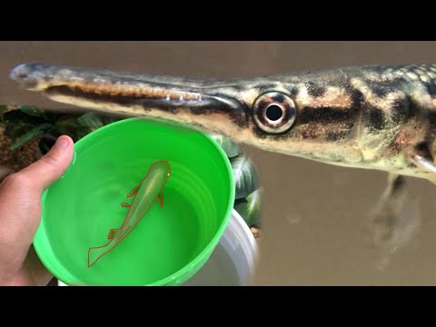 Mini Pond Clean Up ALLIGATOR GAR Is BACK