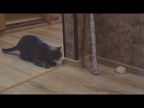 Can a cat and a hamster be friends?