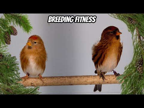 Fitness for BREEDING | + Planted aviaries!