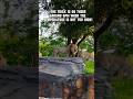 The Best Time To See Lion King At Animal Kingdom Safari Tour Disney Amusementpark