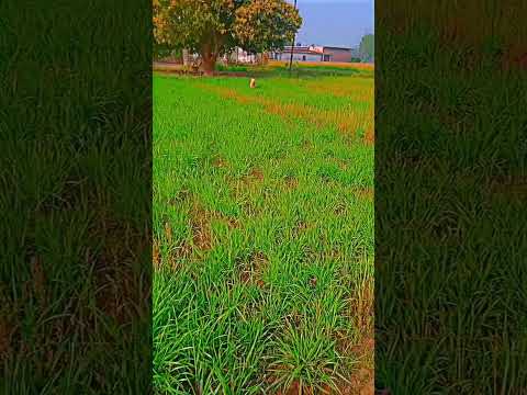 dog #shorts #viral #youtubeshorts #dog #youtube #music #sidhumoosewala #rap #artist #song #short