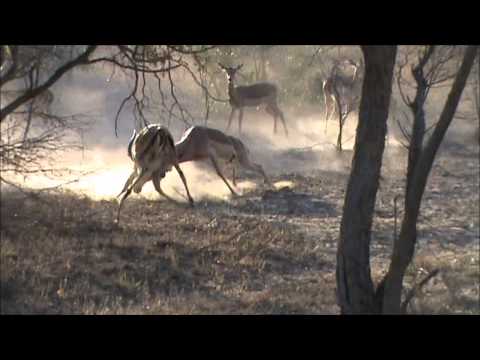 Impala Rams sparing for dominance