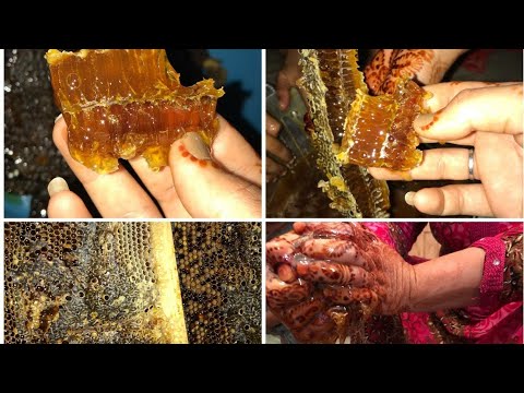 , title : 'طريقة استخراج العسل من صندوق النحل يا سبحان الله 🥺😍'