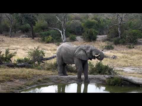 Djuma: Lone bull elephant - 06/13/18