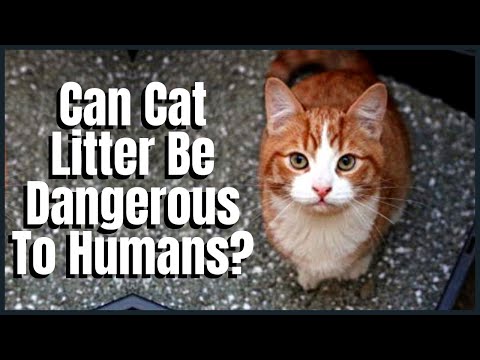 Can Cat Litter Be Dangerous To Humans? - YouTube