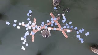 Sun Swarm by Chris Bell