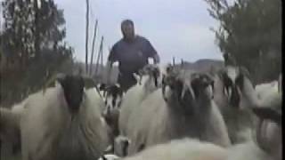preview picture of video 'Irish Rush Hour Traffic County Kerry Ireland'