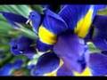 Study in Yellow - "Half Light" by Blue Six