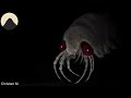 The Evolution Of Spiders