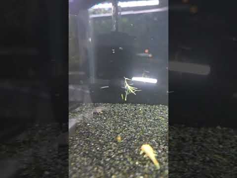 Sterbai Corydoras for Sale - Tank-Raised Cory Catfish | Ebenezer Tropicals thumbnail 5