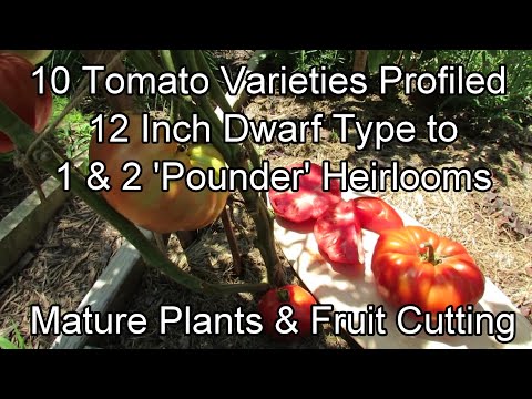 , title : '10 of My Favorite Tomato Varieties from Dwarf Plants to '2 Pounders': Mature Plants & Fruit Cutting'