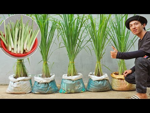 This is how I grow lemongrass for my family to eat all year round