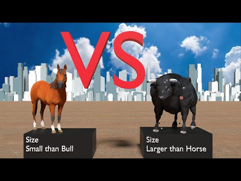 Bull vs Horse | Which is Stronger?