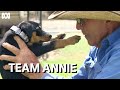 The Special Bond Between Kelpie Puppy Annie And Third Generation Farmer Frank Finger Muster Dogs