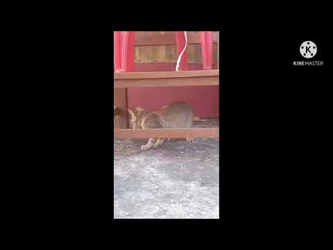 Coco and Poco special vlog|||Srijan Activities|||#animalvlogs #vlog