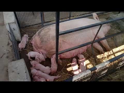 Large white yorkshire piglets/ boar/guilt